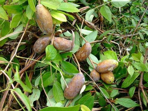 美国人吃八月瓜视频大全,美国人的八月瓜美食探索之旅