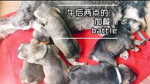 吃狗瓜儿的视频,一场关于传统美食的争议之旅