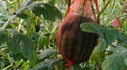 海南儋州吃瓜事件视频