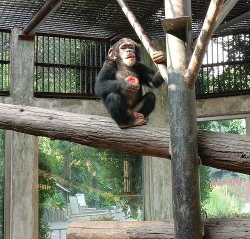 小瓜怎么做动物吃的视频,小瓜教你轻松制作动物美食教程