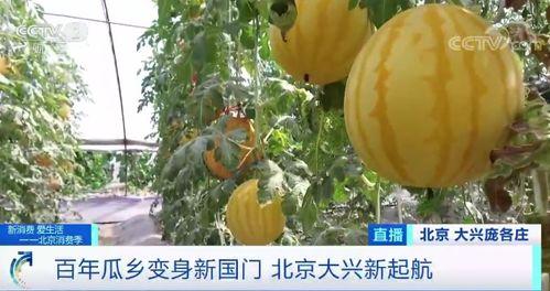 库尔勒吃瓜现场视频