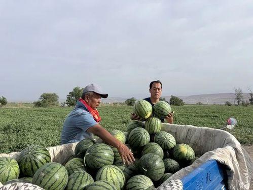 鄂州的一家人吃瓜视频,共享夏日清凉时光
