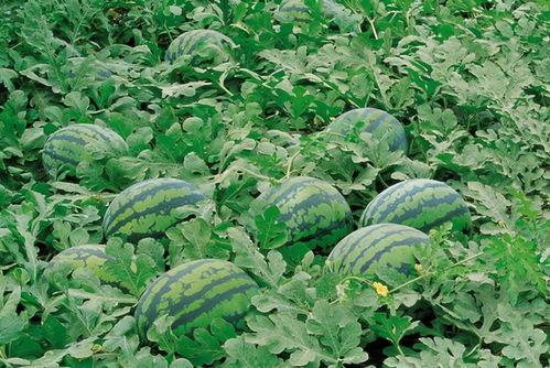 桑植新娘吃瓜视频大全,揭秘乡村婚俗趣味瞬间