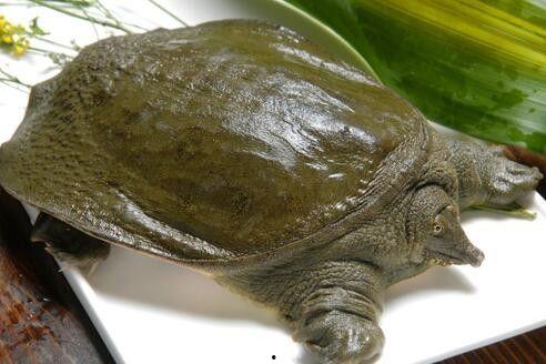 王八和李八吃瓜视频大全,揭秘娱乐圈幕后故事