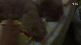 蓝姐姐吃瓜视频