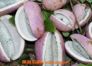 苗家阿美吃八月瓜的视频,探寻传统美味